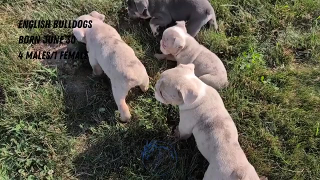 Video preview image #3 English Bulldog Puppy For Sale in GOSHEN, IN, USA