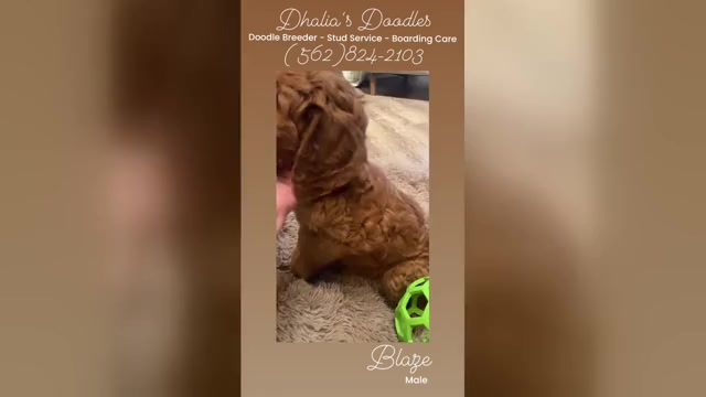 Video preview image #9 Goldendoodle Puppy For Sale in BREA, CA, USA