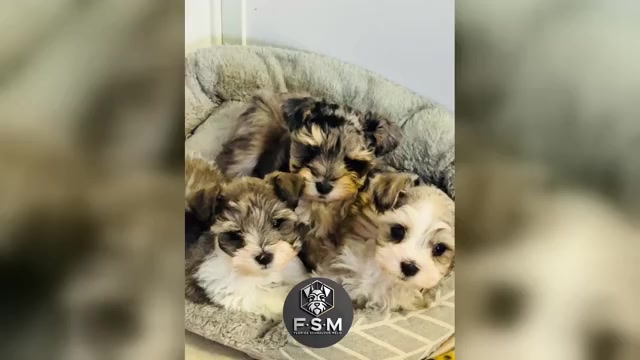 Video preview image #1 Schnauzer (Miniature) Puppy For Sale in KISSIMMEE, FL, USA