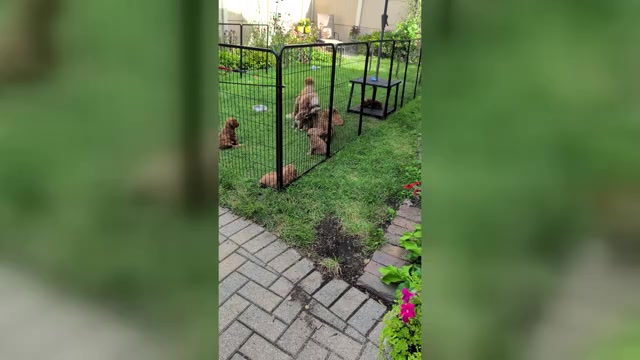 Video preview image #1  Breeder Profile in SYCAMORE, IL, USA