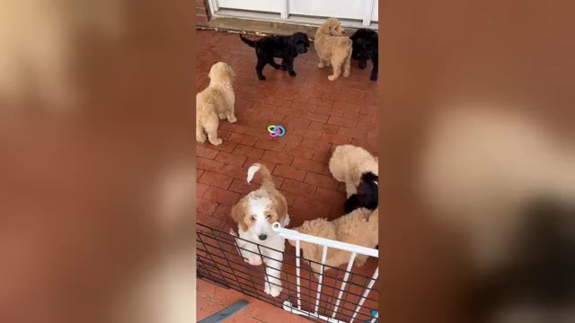 Video preview image #1 Bernedoodle Puppy For Sale in WELLFORD, SC, USA