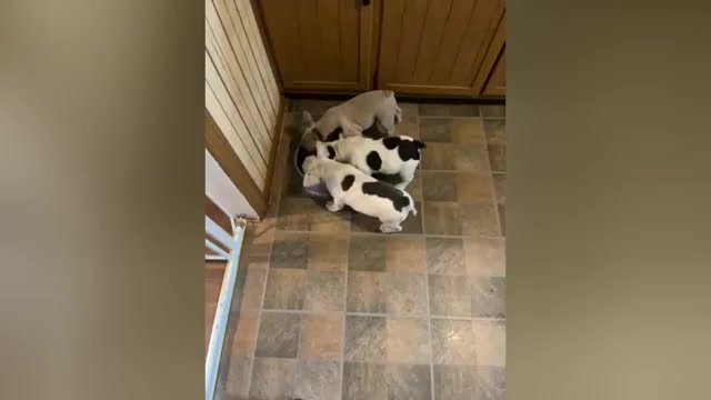 Video preview image #1 French Bulldog Puppy For Sale in KANSAS CITY, MO, USA