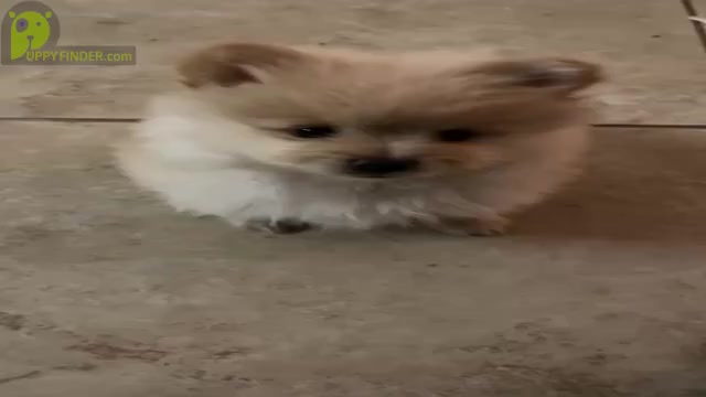 Video preview image #1 Pomeranian Puppy For Sale in PALM SPRINGS, CA, USA