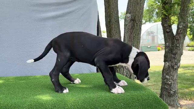 Video preview image #14 Great Dane Puppy For Sale in WAKARUSA, IN, USA