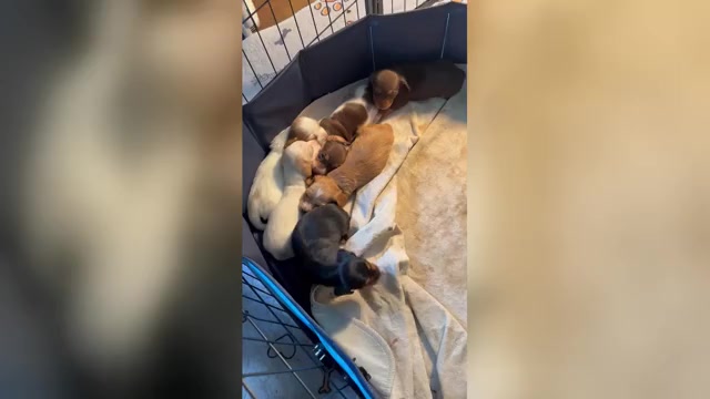 Video preview image #1 Dachshund Puppy For Sale in COLORADO SPRINGS, CO, USA