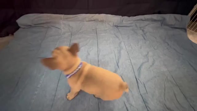 Video preview image #27 French Bulldog Puppy For Sale in ORANGE, TX, USA