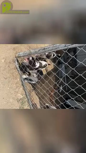 Video preview image #1 German Shorthaired Pointer Puppy For Sale in FONTANA, CA, USA