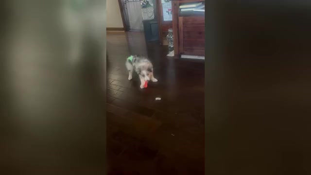 Video preview image #2 Border Collie Puppy For Sale in FREEMAN, MO, USA