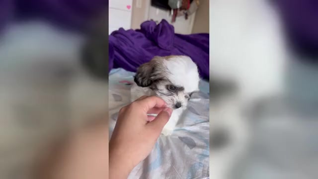 Video preview image #1 Zuchon Puppy For Sale in HOMESTEAD, FL, USA