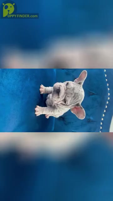 Video preview image #1 French Bulldog Puppy For Sale in PALMDALE, CA, USA
