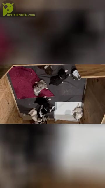 Video preview image #1  Breeder Profile in LAKE VILLAGE, IN, USA
