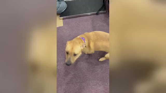 Video preview image #4  Breeder Profile in MERIDEN, CT, USA