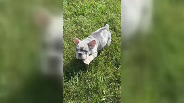 Video preview image #1 French Bulldog Puppy For Sale in WARSAW, IN, USA