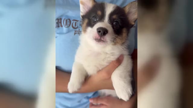 Video preview image #1 Pembroke Welsh Corgi Puppy For Sale in PHILADELPHIA, PA, USA