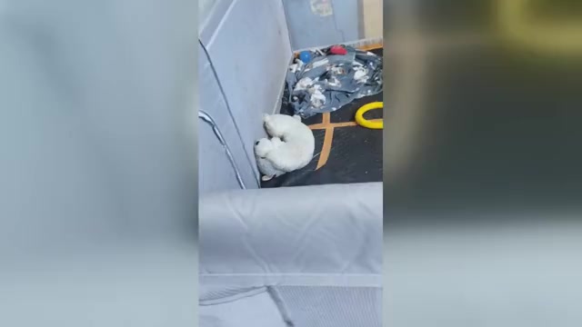 Video preview image #1 English Bulldog Puppy For Sale in DIXON, IL, USA