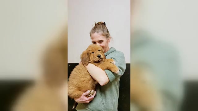 Video preview image #3 Tibetan Mastiff Puppy For Sale in MONUMENT, CO, USA