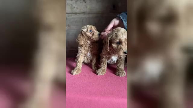 Video preview image #1 Goldendoodle (Miniature) Puppy For Sale in VERMONTVILLE, MI, USA