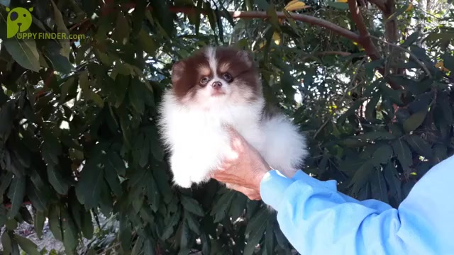 Video preview image #1 Pomeranian Puppy For Sale in WEST PALM BEACH, FL, USA