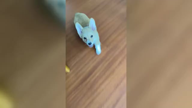 Video preview image #1 Pembroke Welsh Corgi Puppy For Sale in WOODLAND, WA, USA