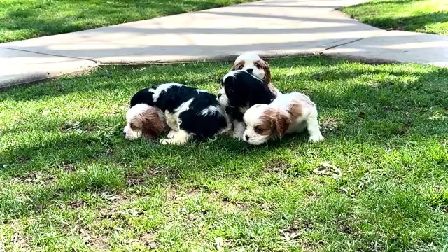 Video preview image #1 Cockalier Puppy For Sale in WAKARUSA, IN, USA