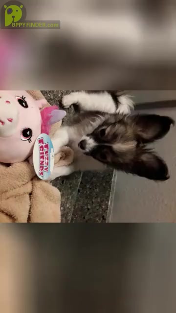 Video preview image #1 Papillon Puppy For Sale in CHEYENNE, WY, USA
