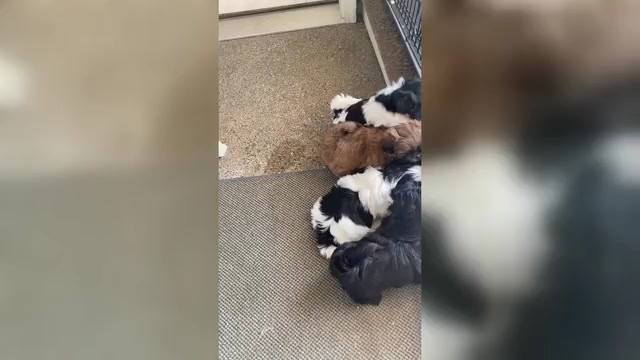 Video preview image #1 Shih Tzu Puppy For Sale in KETTLE FALLS, WA, USA