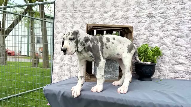 Video preview image #5 Great Dane Puppy For Sale in WAKARUSA, IN, USA