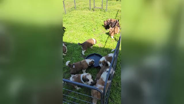 Video preview image #1 Saint Bernard Puppy For Sale in TURLOCK, CA, USA