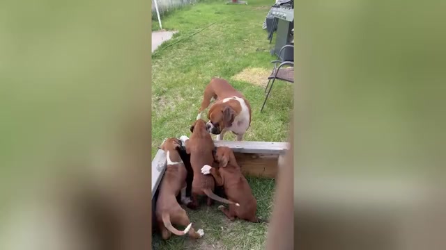Video preview image #3 Boxer Puppy For Sale in ESPANOLA, NM, USA