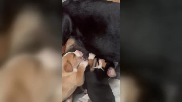 Video preview image #2 Greater Swiss Mountain Dog Puppy For Sale in TAOS, NM, USA