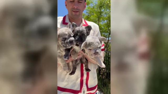 Video preview image #5 French Bulldog Puppy For Sale in SAN DIEGO, CA, USA