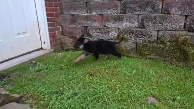 Video preview image #1 German Shepherd Dog Puppy For Sale in MILLERSBURG, OH, USA