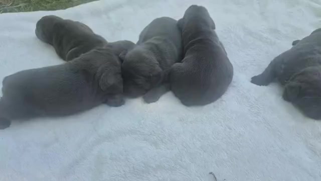 Video preview image #25 Cane Corso Puppy For Sale in COLUMBIA, SC, USA