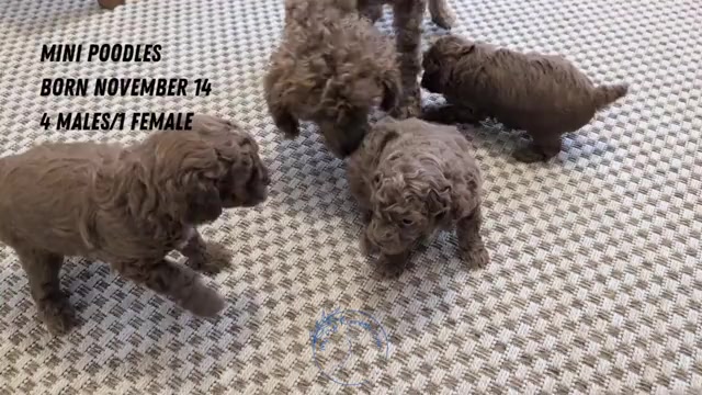 Video preview image #2 Poodle (Miniature) Puppy For Sale in GOSHEN, IN, USA