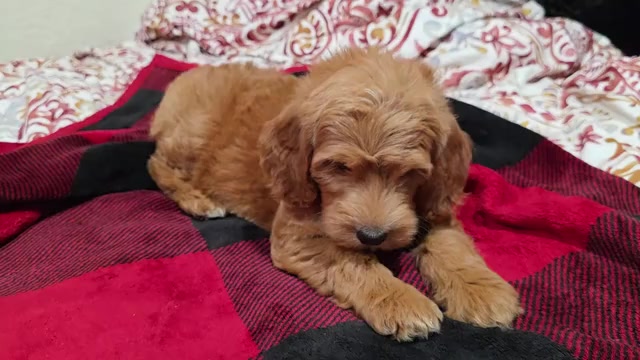 Video preview image #2 Goldendoodle Puppy For Sale in DUBLIN, TX, USA