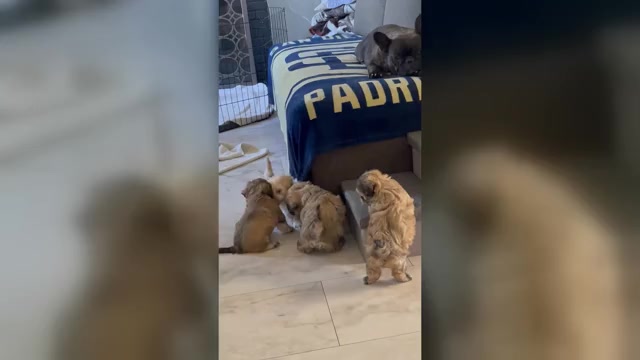 Video preview image #1 Maltipoo Puppy For Sale in PALMDALE, CA, USA