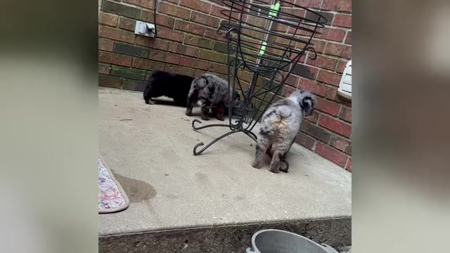 Video preview image #3 Miniature Australian Shepherd Puppy For Sale in HARRISON, OH, USA