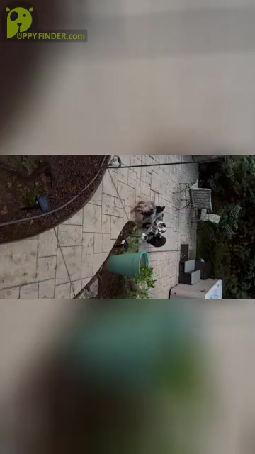Video preview image #4  Breeder Profile in MILLS RIVER, NC, USA