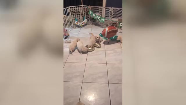 Video preview image #1 Golden Retriever Puppy For Sale in MODESTO, CA, USA