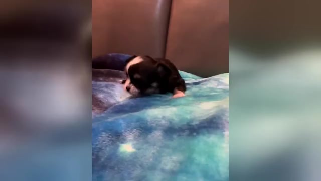 Video preview image #1 Chihuahua Puppy For Sale in TWINING, MI, USA