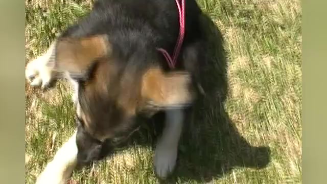 Video preview image #1 German Shepherd Dog Puppy For Sale in PIEDMONT, MO, USA