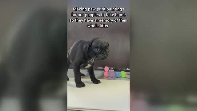 Video preview image #7 Pug Puppy For Sale in LYNDON CENTER, VT, USA