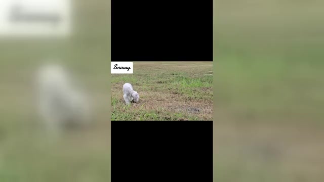 Video preview image #1 Schnauzer (Miniature) Puppy For Sale in BROOKSVILLE, FL, USA