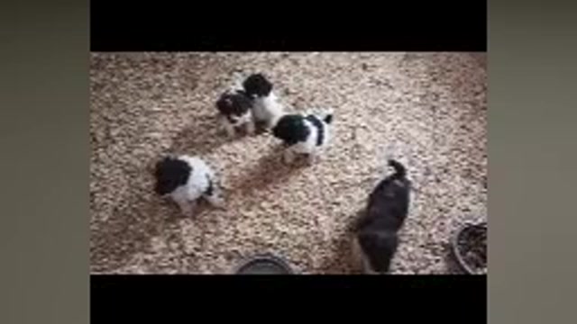 Video preview image #1 Double Doodle Puppy For Sale in CANTON, OH, USA