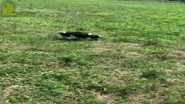 Video preview image #11 Cavalier King Charles Spaniel Puppy For Sale in WARSAW, IN, USA