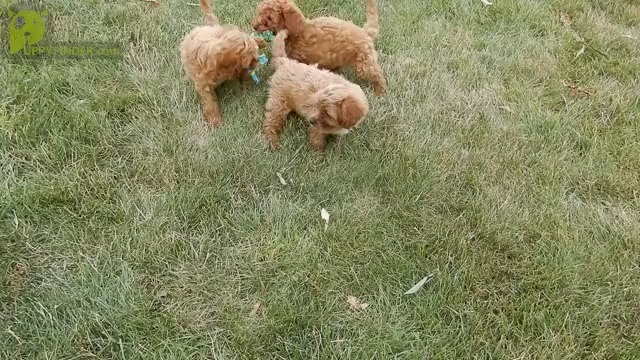 Video preview image #1 Cavapoo Puppy For Sale in MILLERSBURG, OH, USA