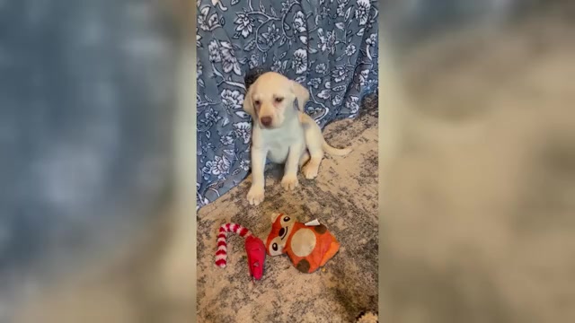 Video preview image #1 Labrador Retriever Puppy For Sale in OCALA, FL, USA