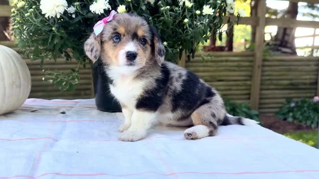 Video preview image #1 Dorgi Puppy For Sale in WAKARUSA, IN, USA