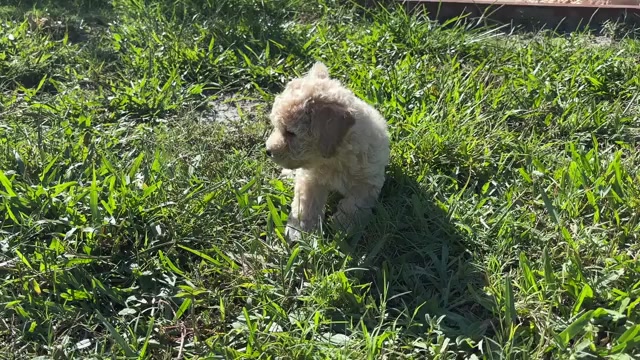 Video preview image #7 Bichpoo Puppy For Sale in NORTH PORT, FL, USA