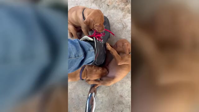 Video preview image #1 Vizsla Puppy For Sale in FISCHER, TX, USA